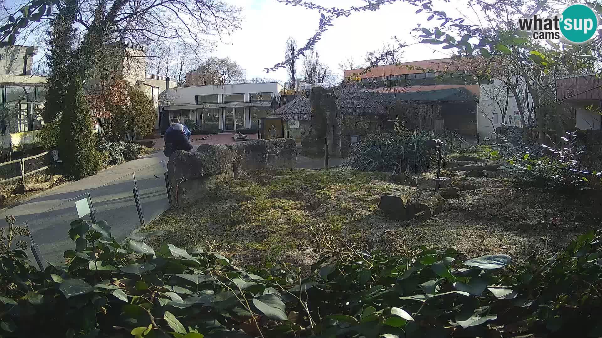 Zoo Zagreb – Meerkat (Suricate)