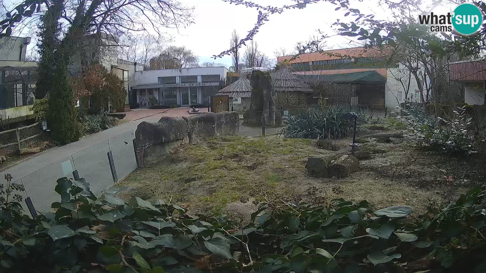 Zoo Zagreb – Meerkat (Suricate)