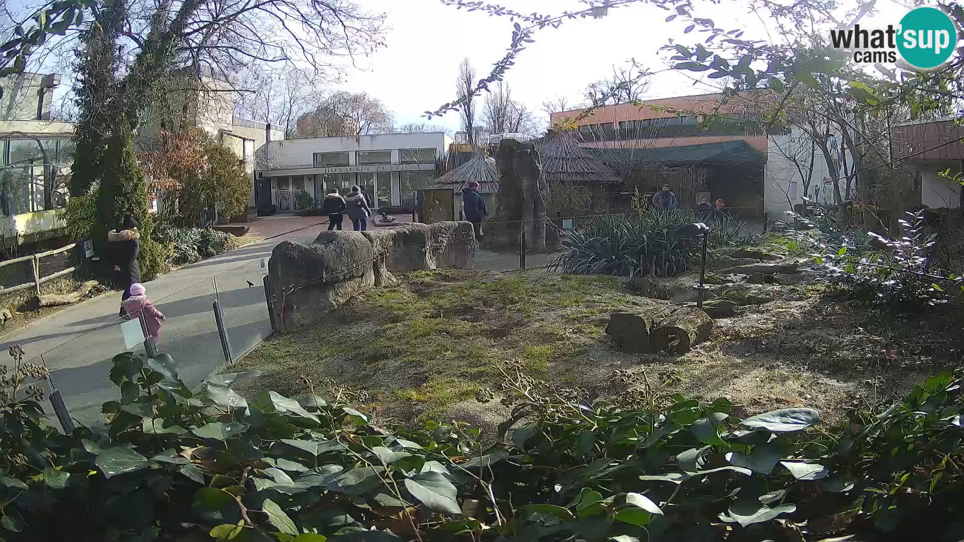 Zoo Zagreb – Meerkat (Suricate)