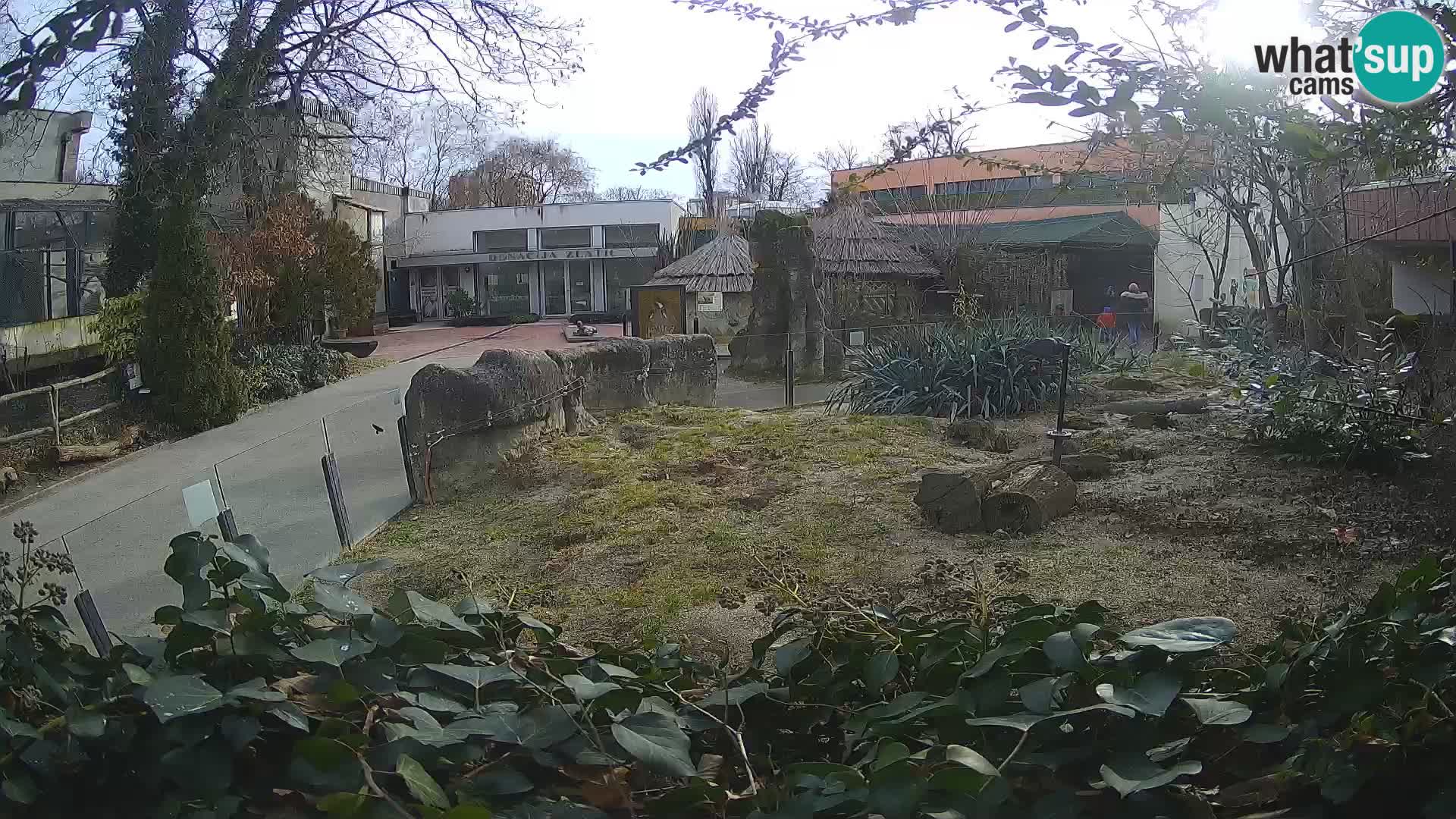 Zoo Zagreb – Suricata