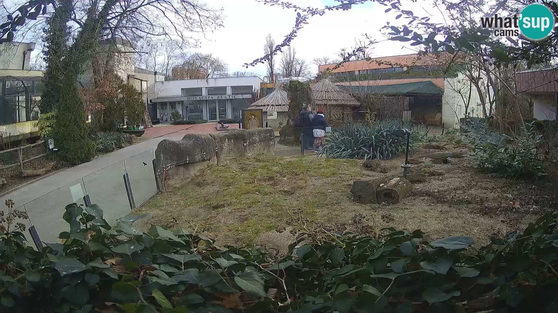 Zoo Zagreb – Meerkat (Suricate)