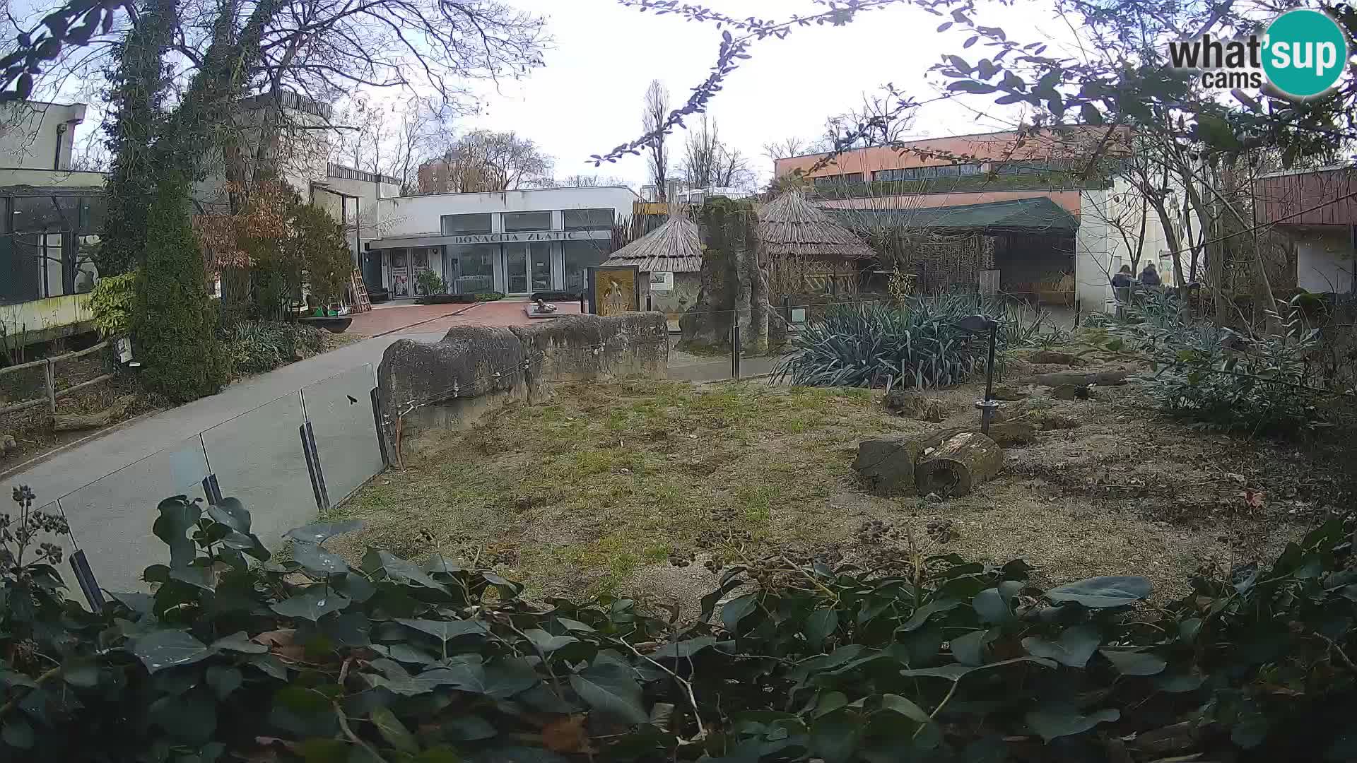 Zoo Zagreb – Surikate