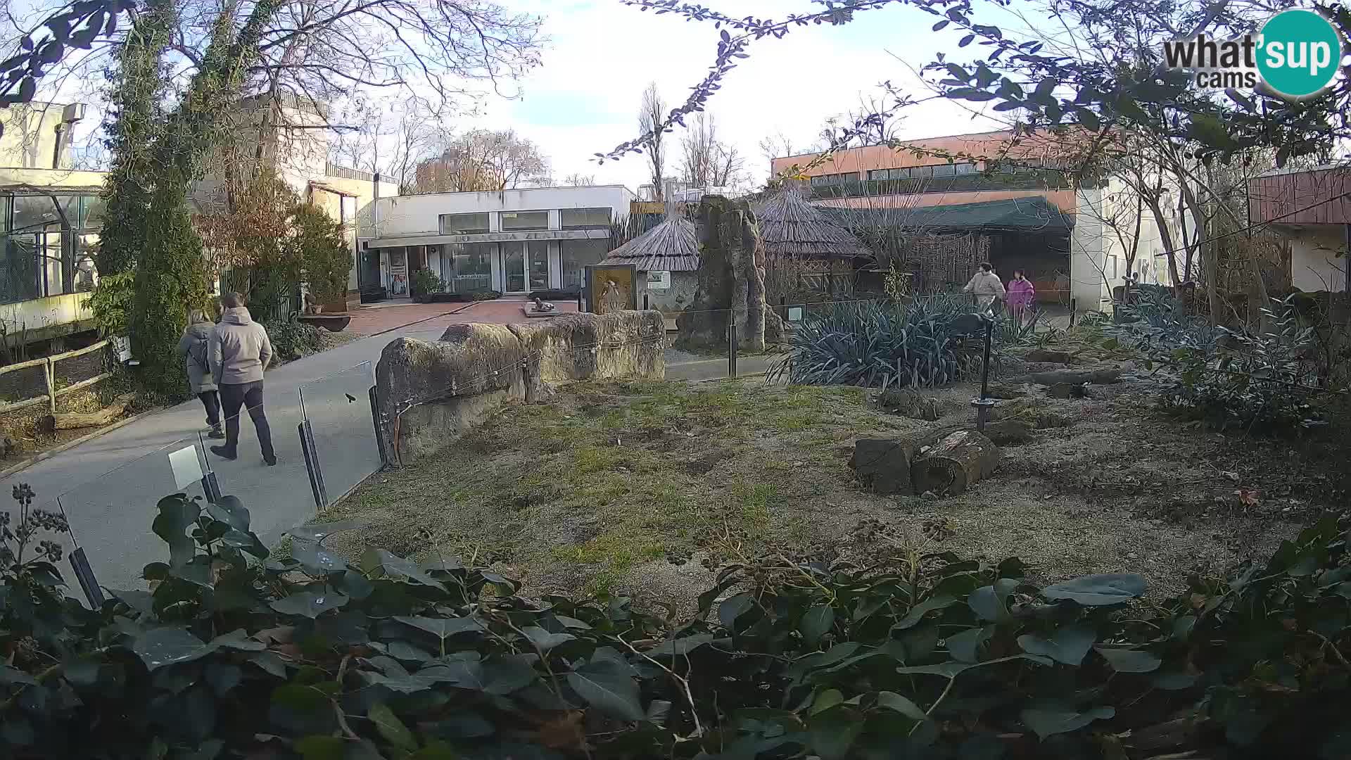 Zoo Zagreb – Suricate