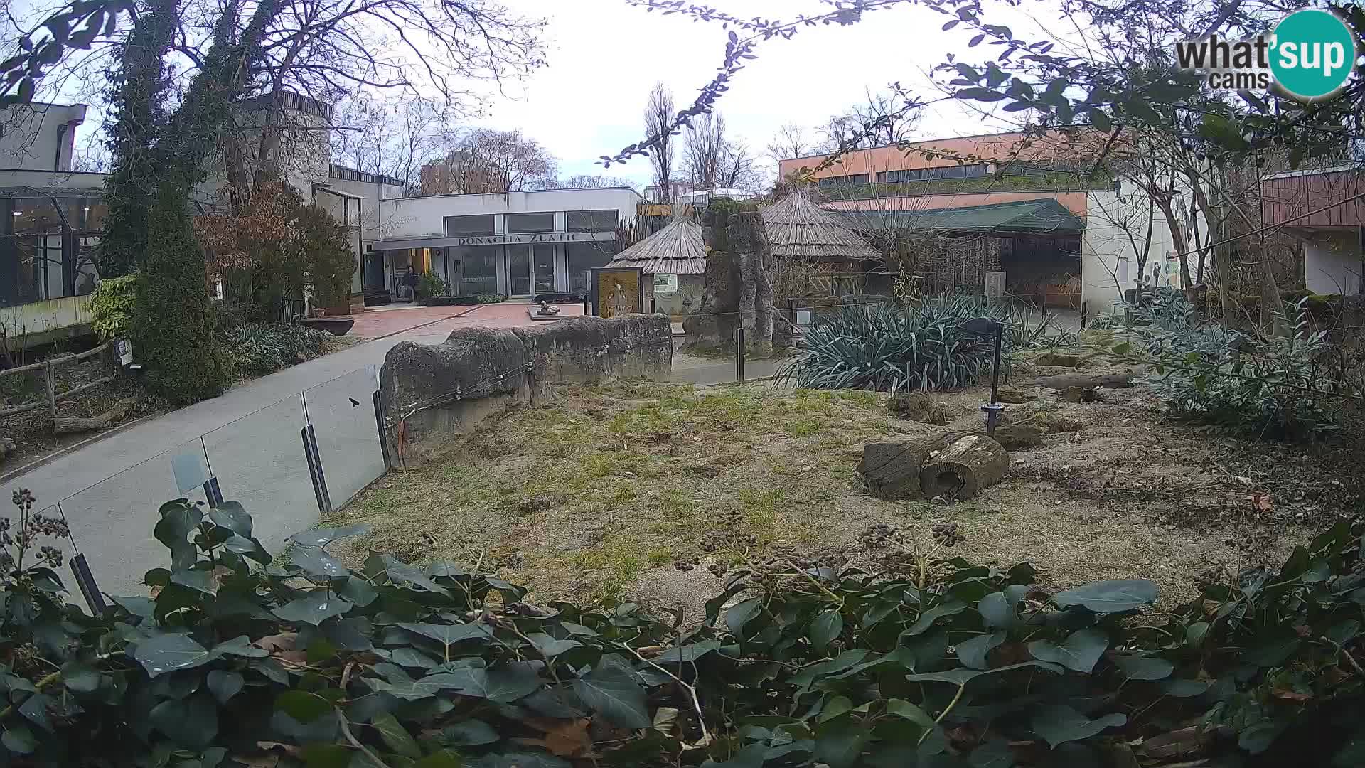 Zoo Zagreb – Suricata