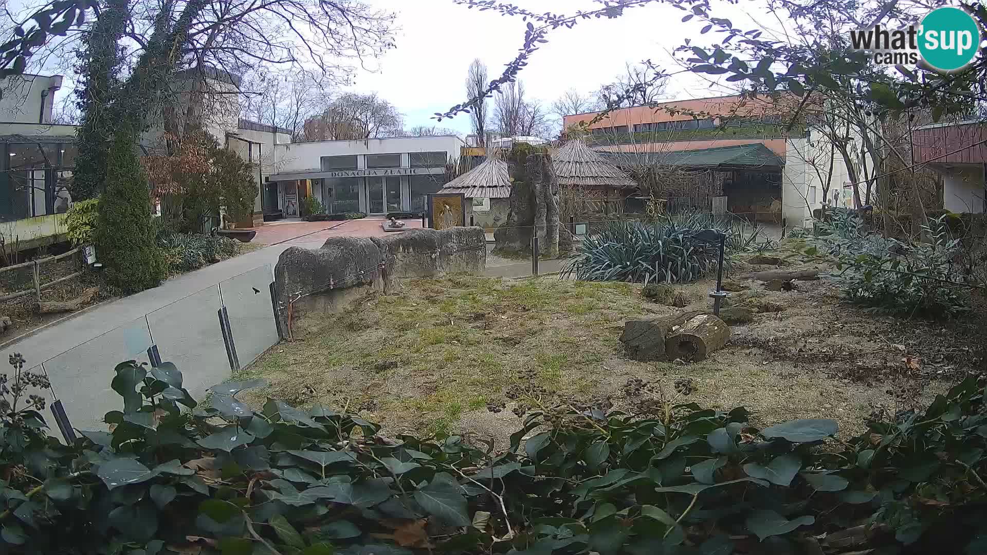 Zoo Zagreb – Merkat