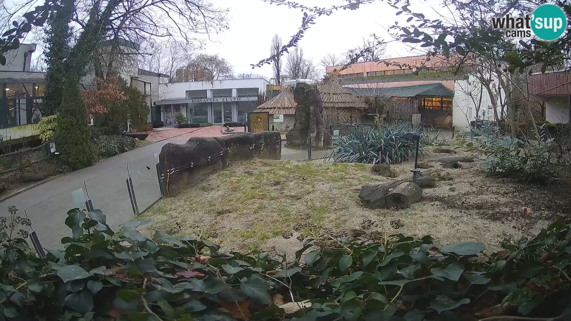 Zoo Zagreb – Merkat