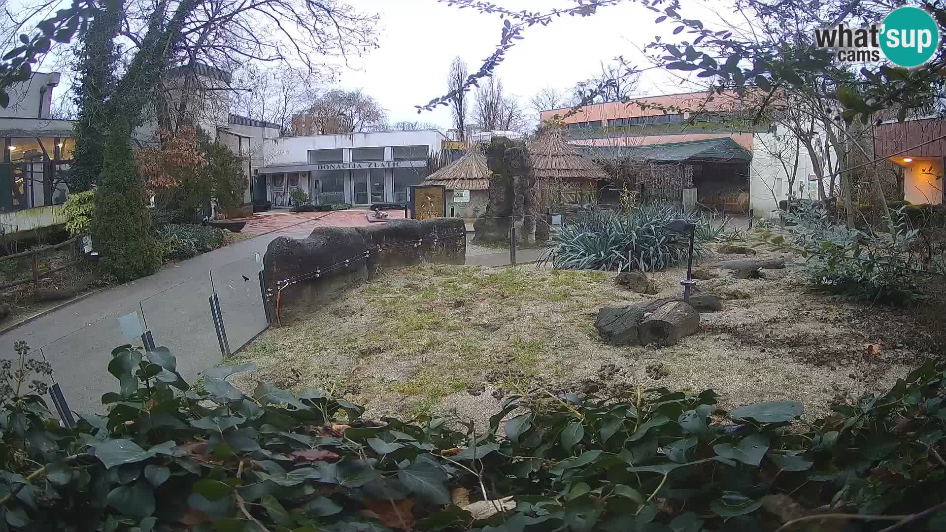 Zoo Zagreb – Meerkat (Suricate)