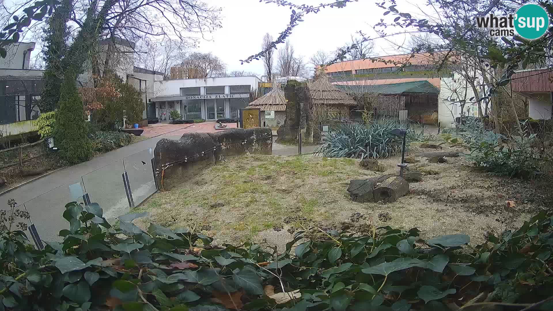 Zoo Zagreb – Meerkat (Suricate)