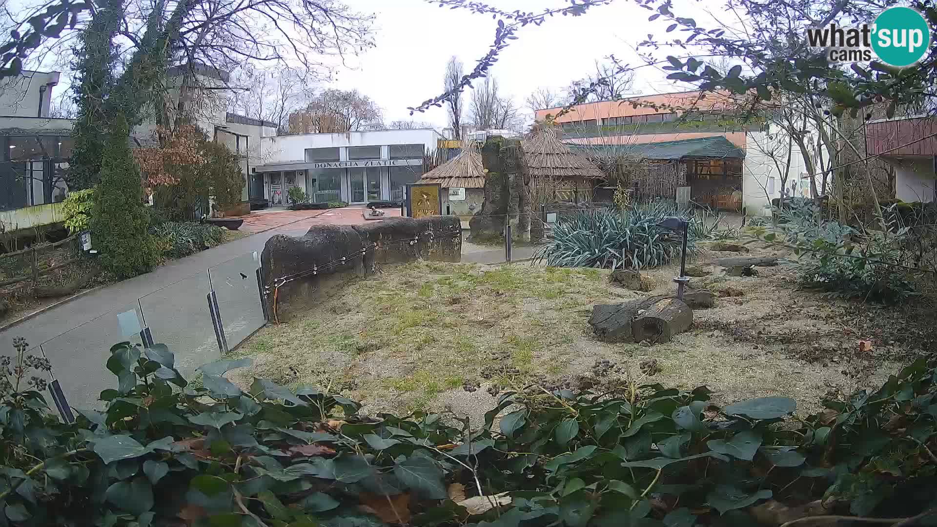 Zoo Zagreb – Meerkat (Suricate)