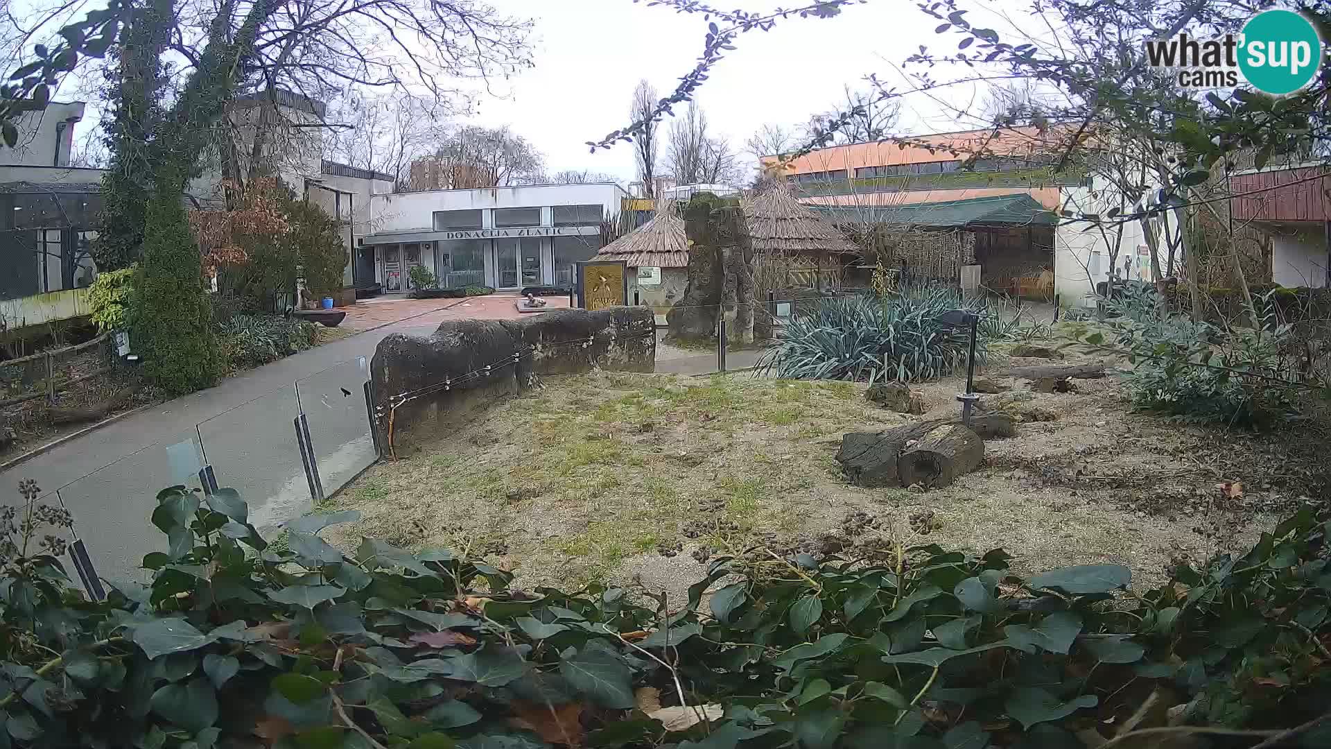 Zoo Zagreb – Meerkat (Suricate)