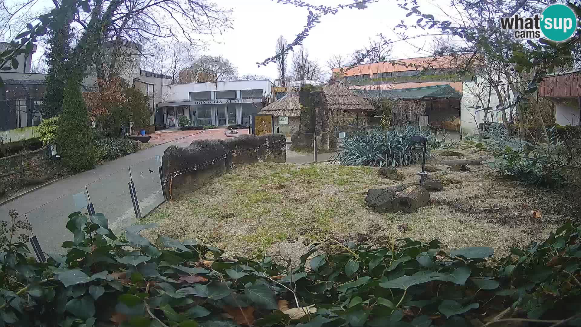 Zoo Zagreb – Suricate