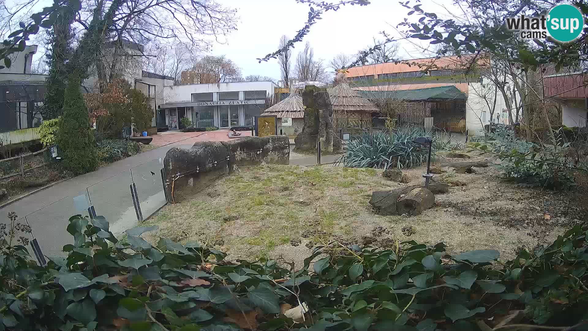 Zoo Zagreb – Suricate