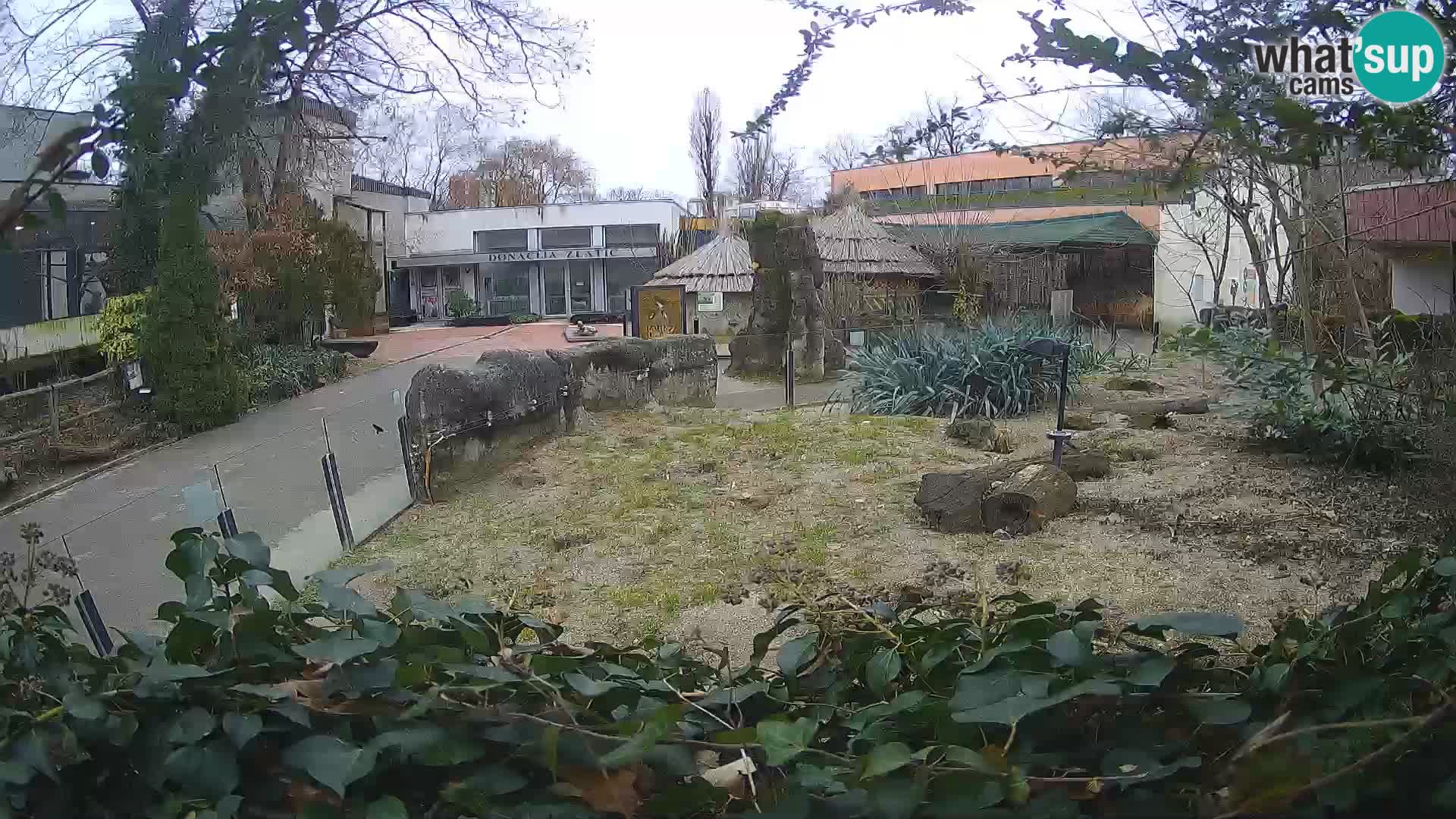 Zoo Zagreb – Suricata