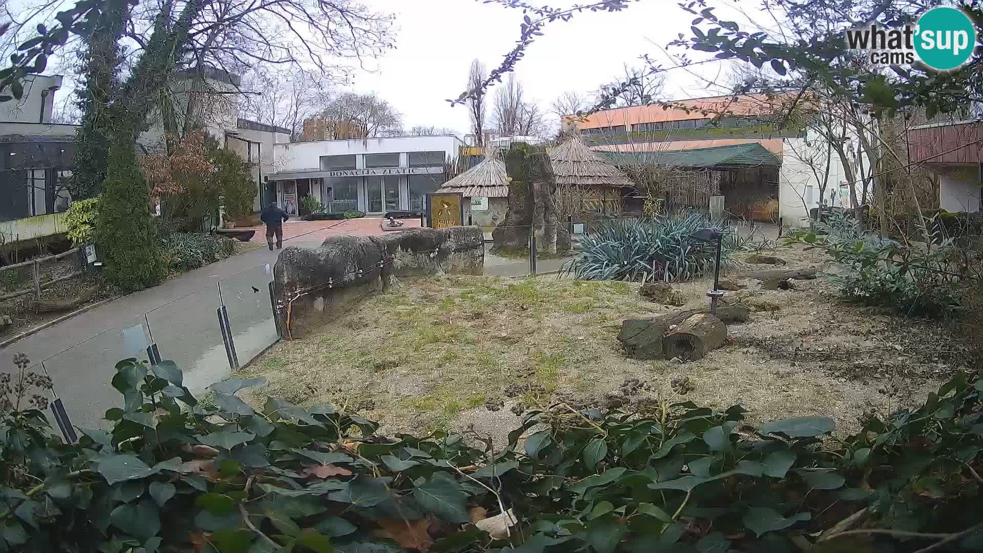 Zoo Zagreb – Surikate