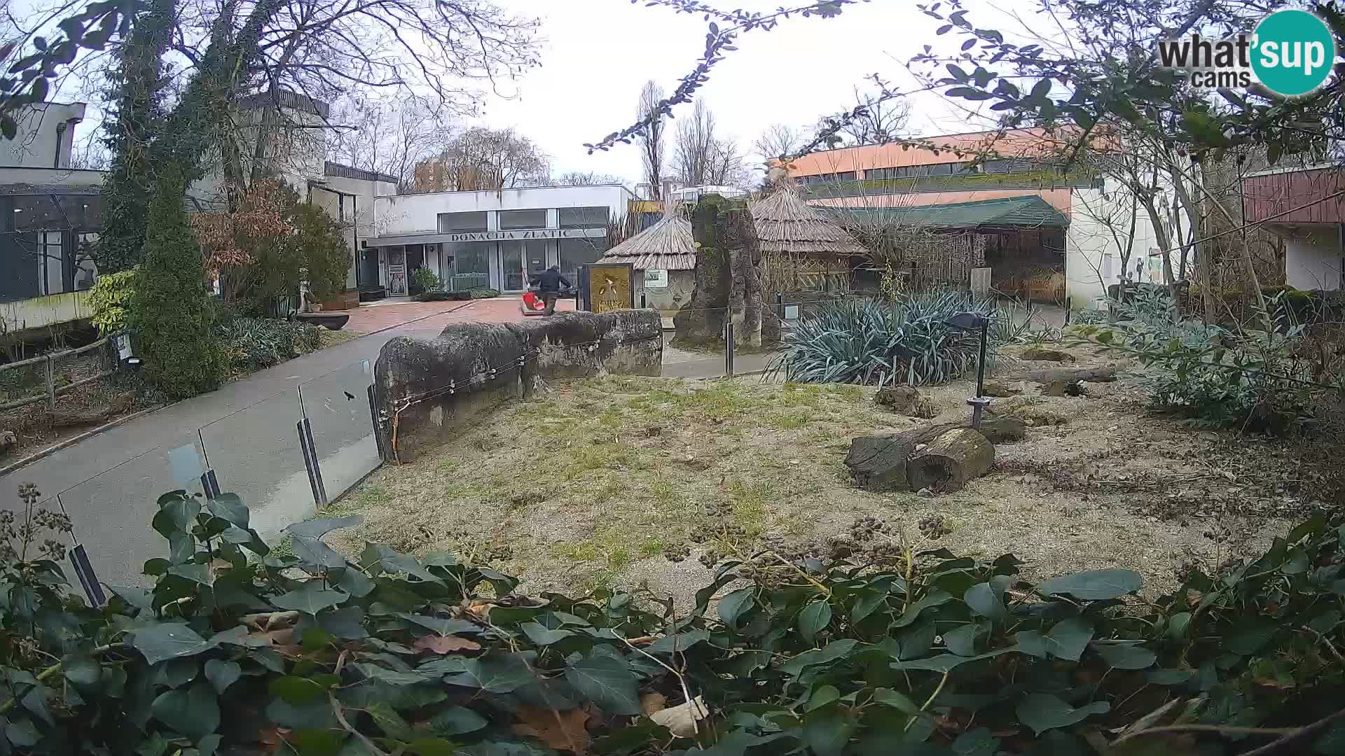 Zoo Zagreb – Suricate