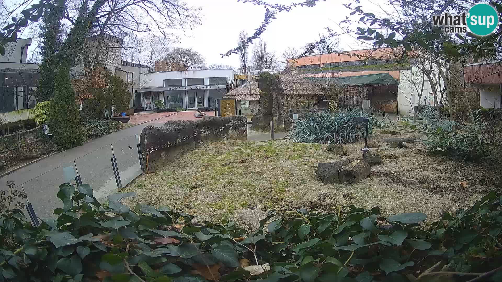 Zoo Zagreb – Meerkat (Suricate)