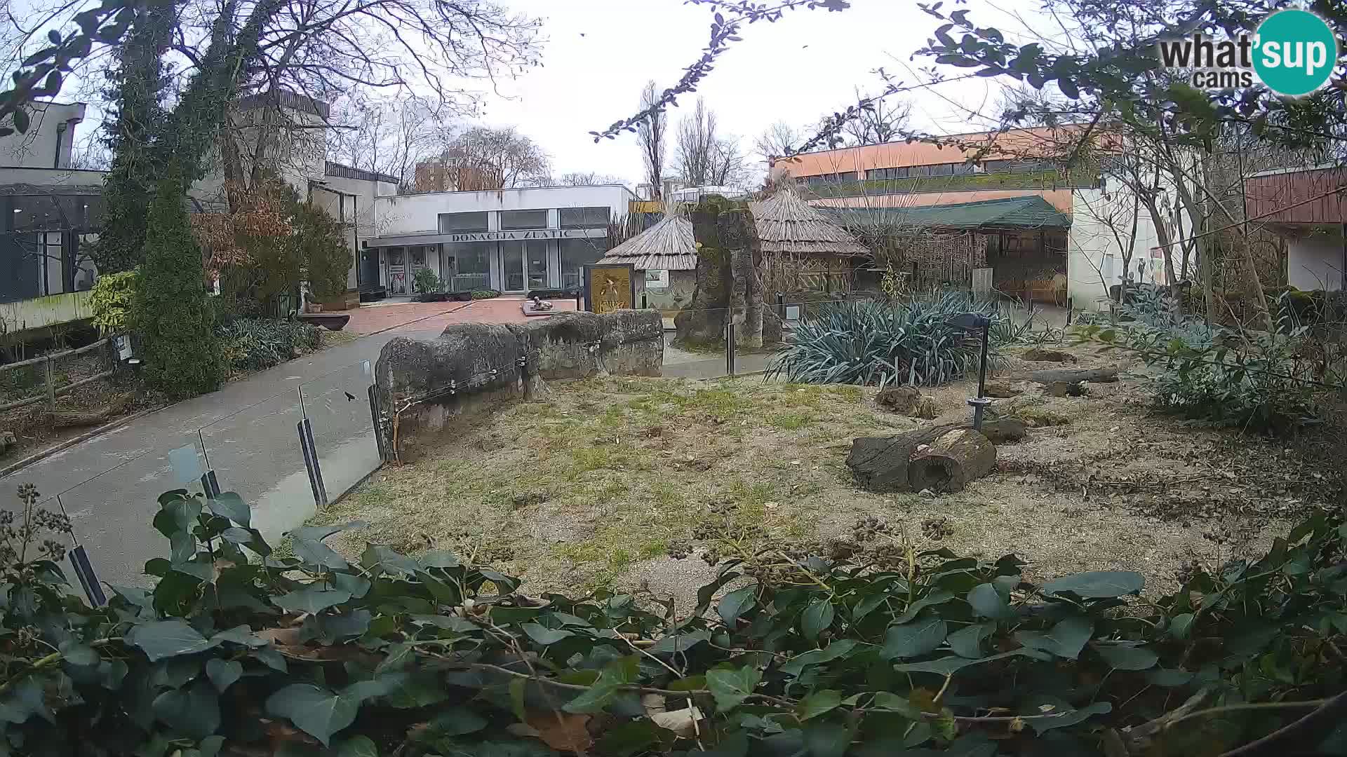 Zoo Zagreb – Surikate