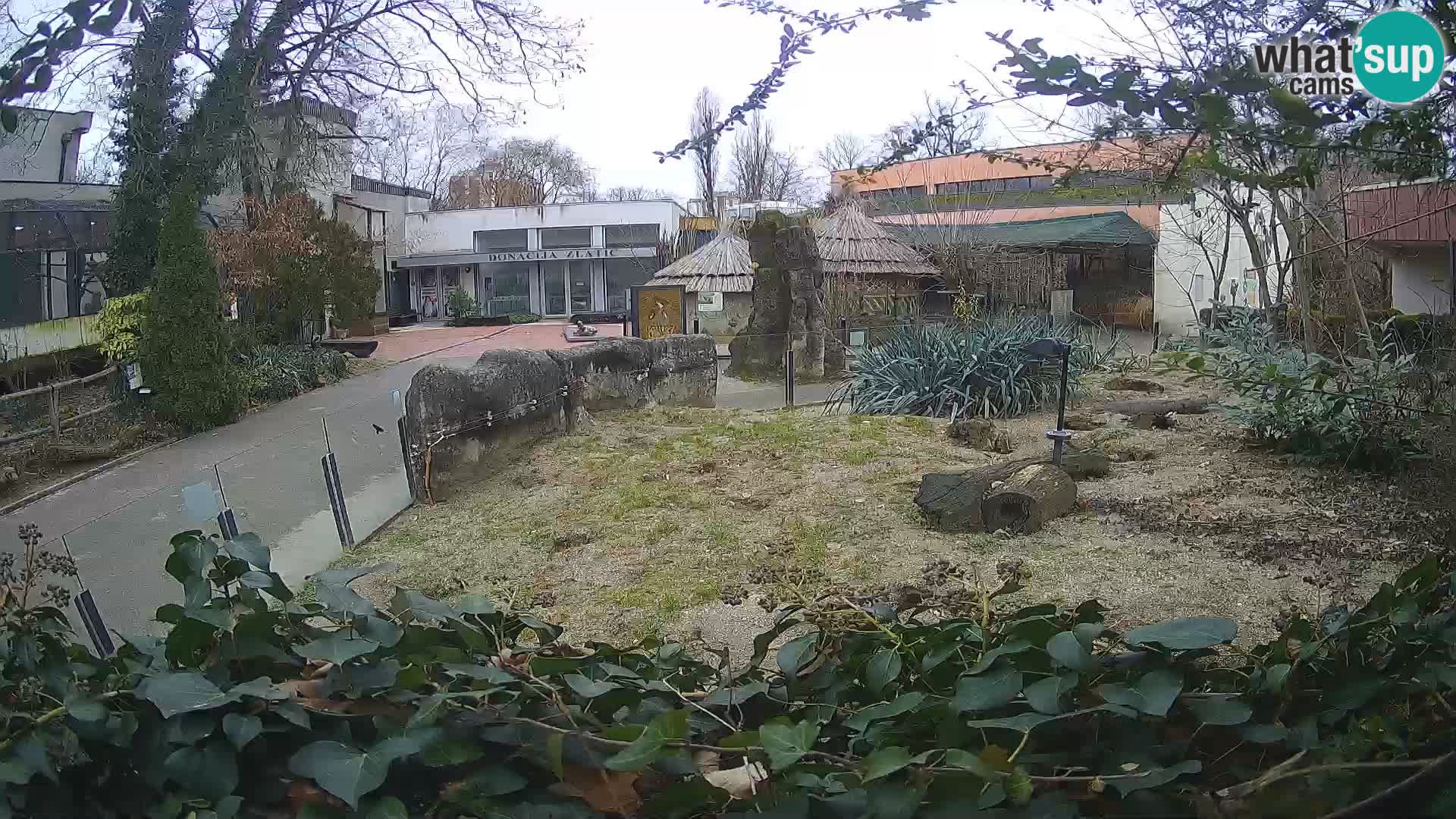 Zoo Zagreb – Surikate