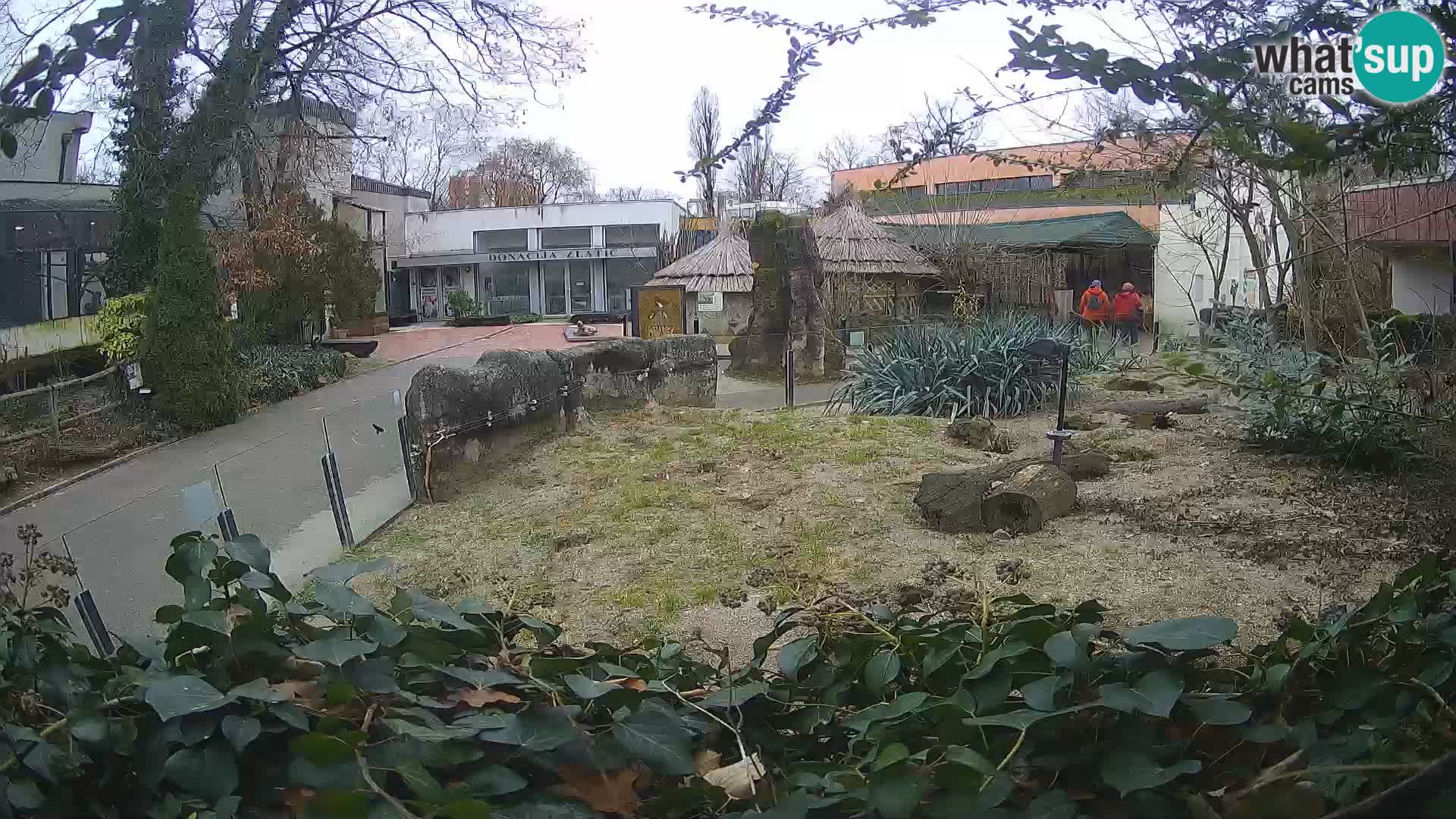 Zoo Zagreb – Meerkat (Suricate)