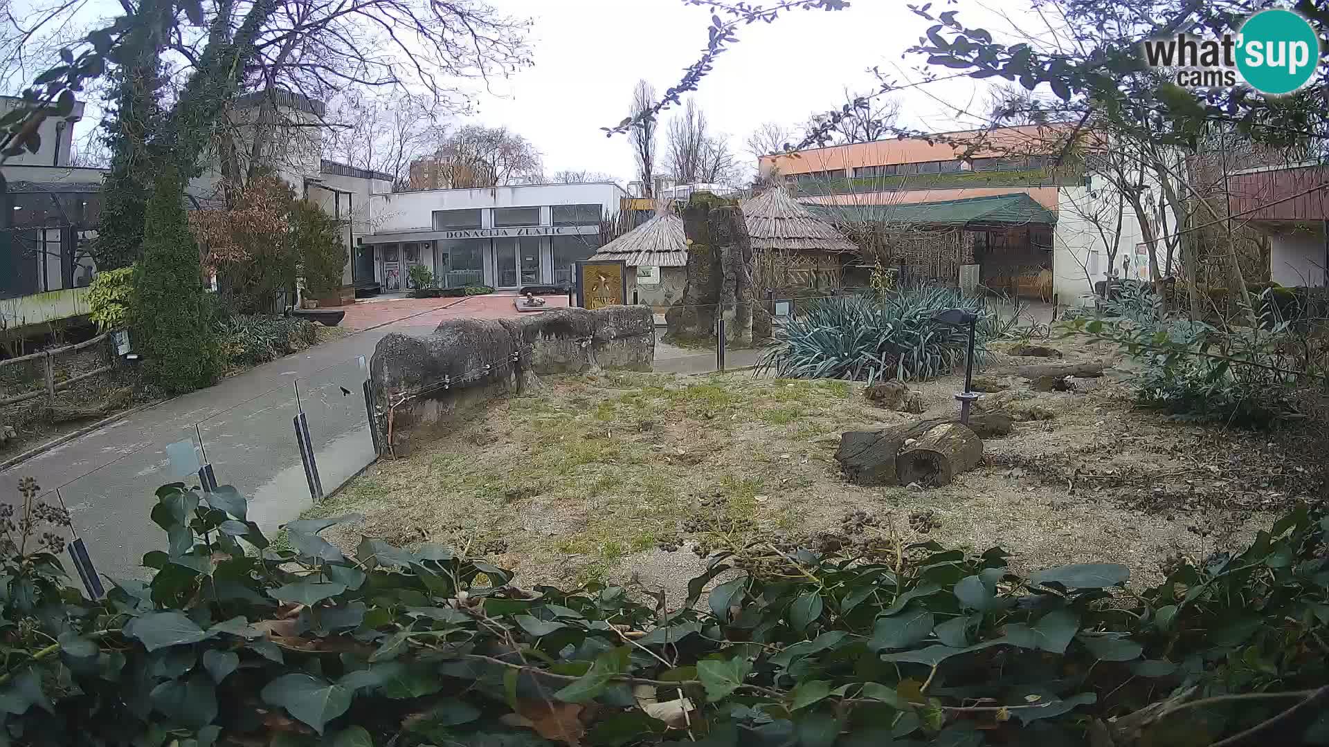 Zoo Zagreb – Meerkat (Suricate)