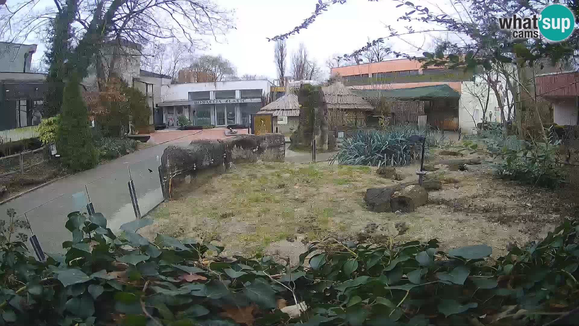 Zoo Zagreb – Meerkat (Suricate)