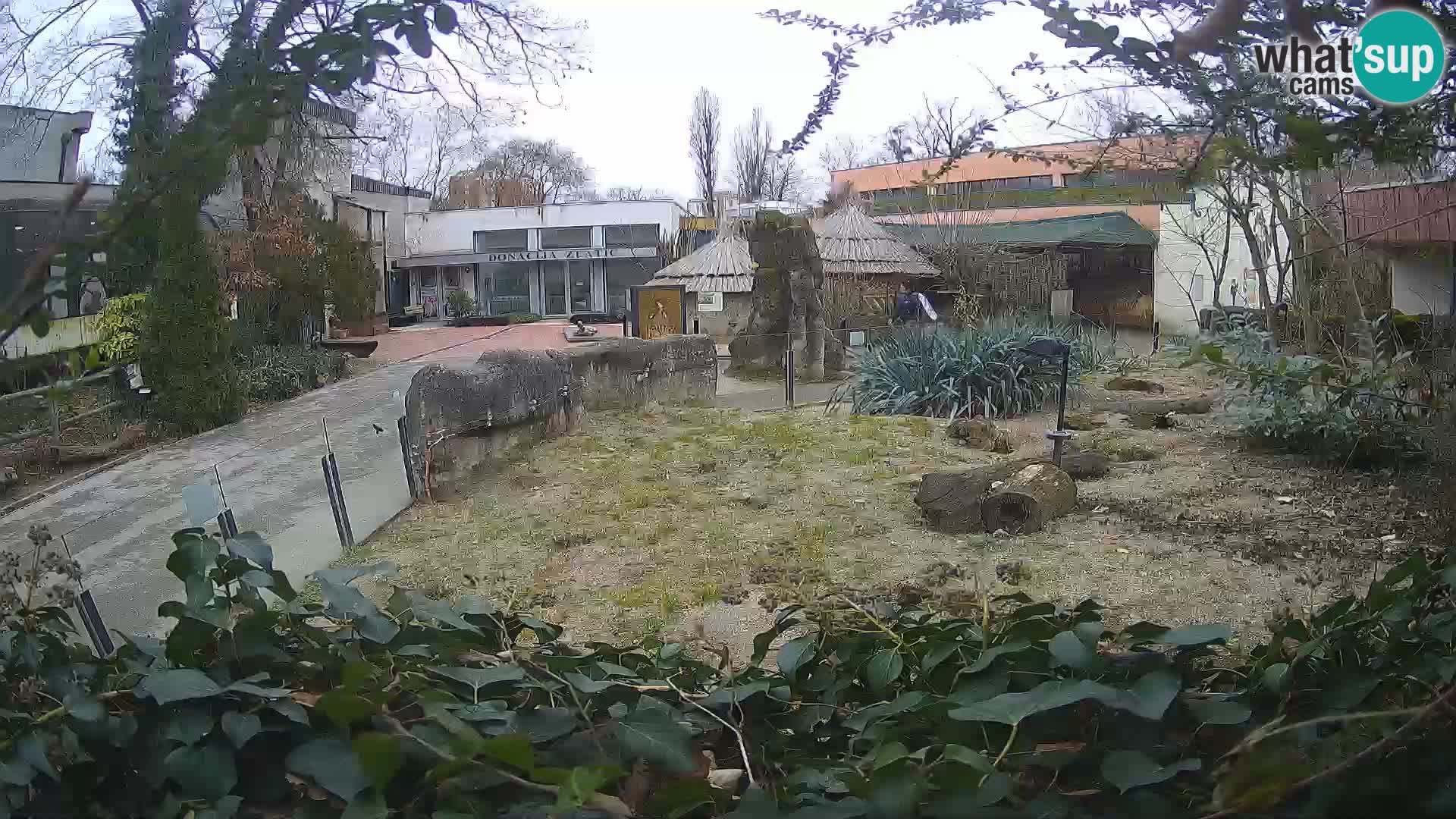 Zoo Zagreb – Suricate