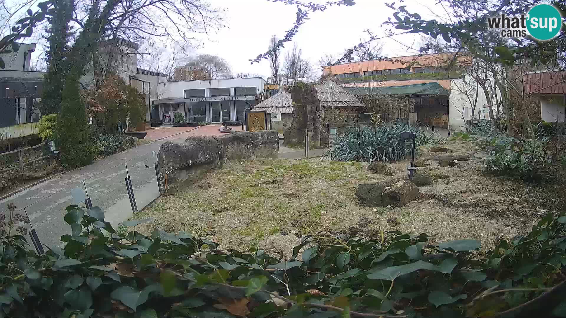 Zoo Zagreb – Suricate