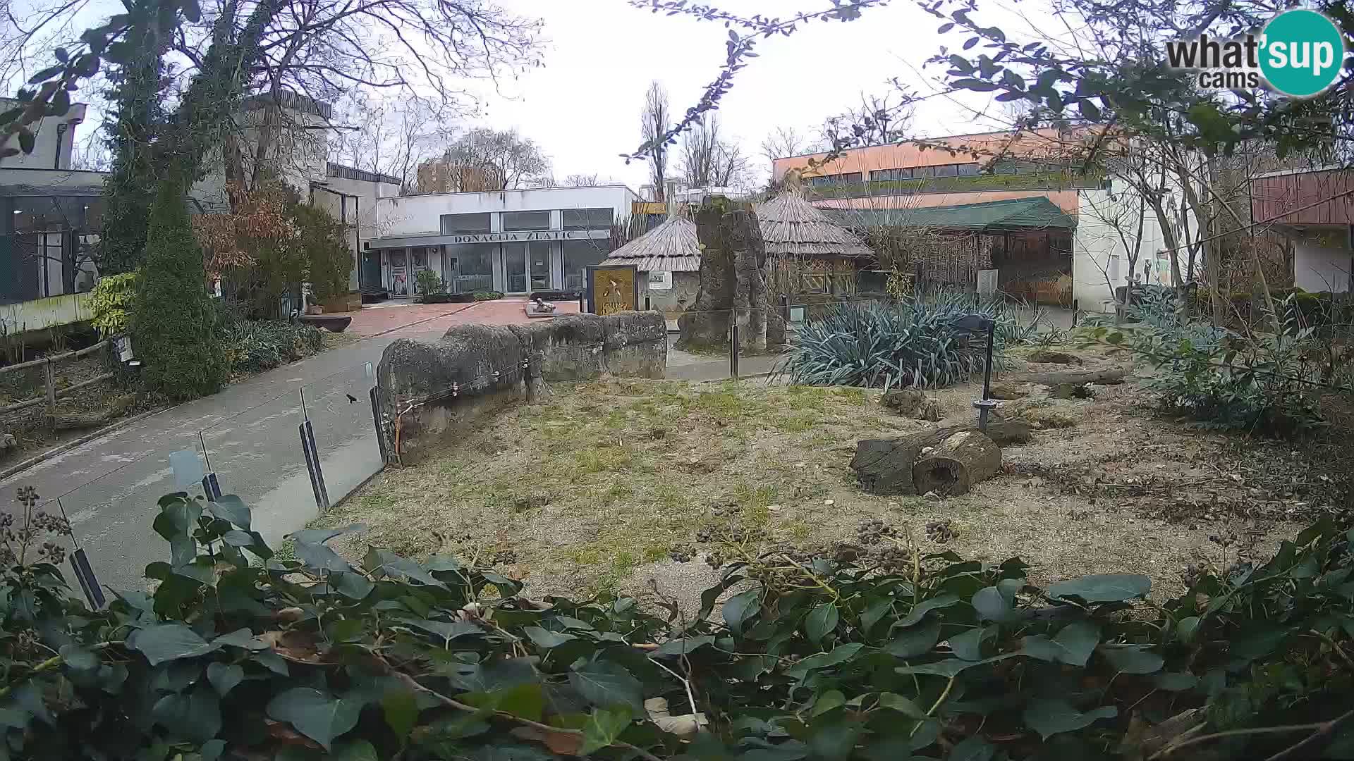 Zoo Zagreb – Surikate