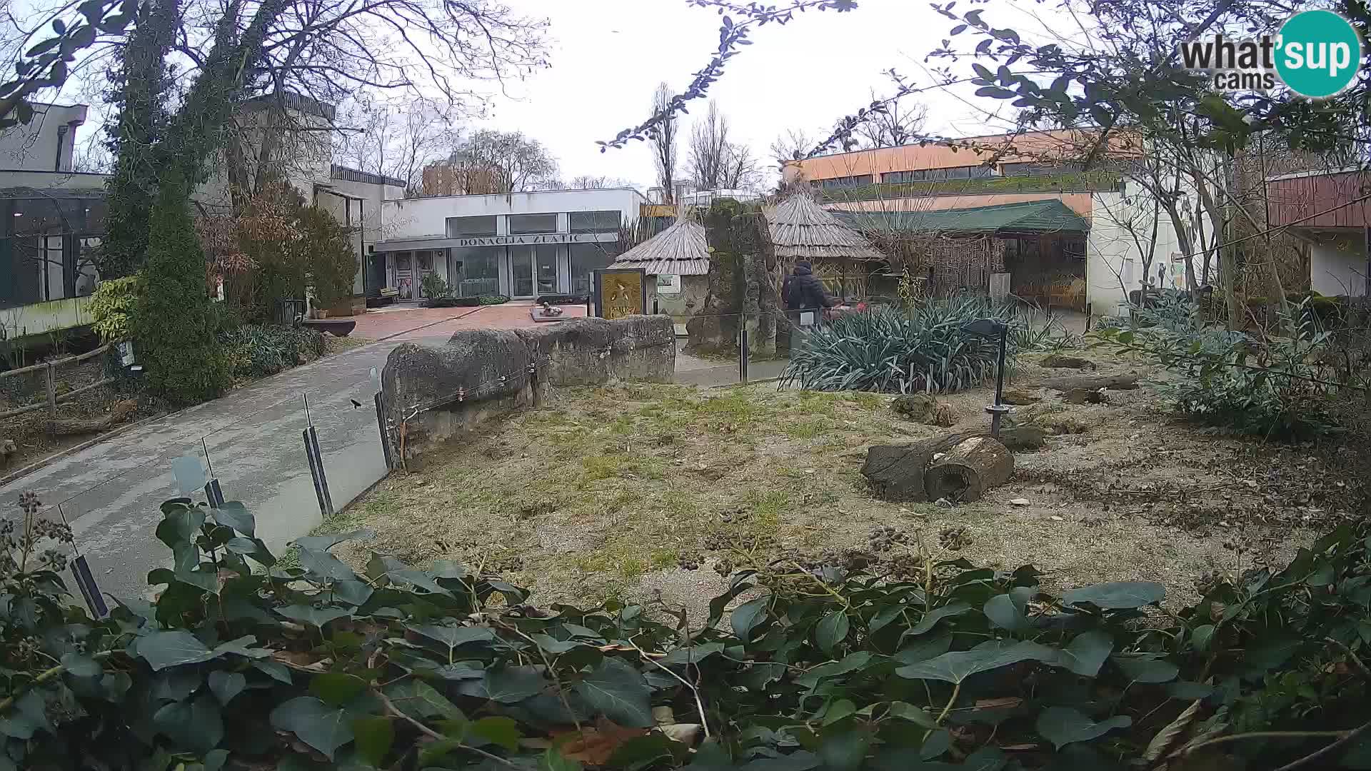 Zoo Zagreb – Meerkat (Suricate)