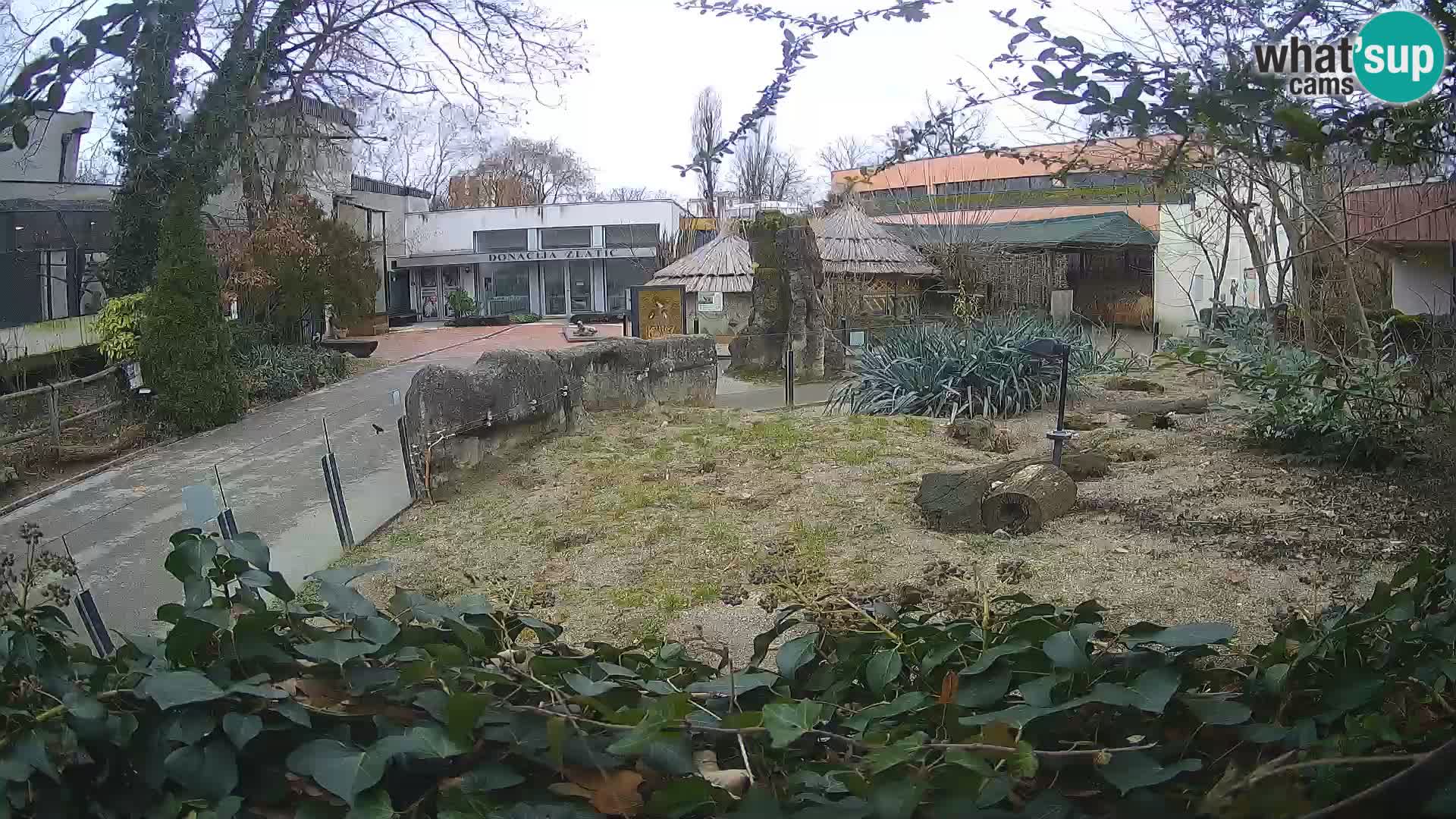 Zoo Zagreb – Suricate