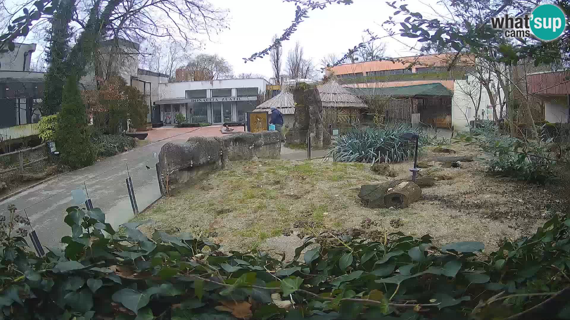 Zoo Zagreb – Merkat