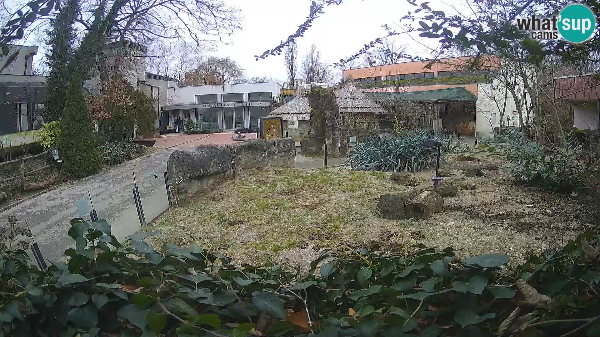 Zoo Zagreb – Suricata