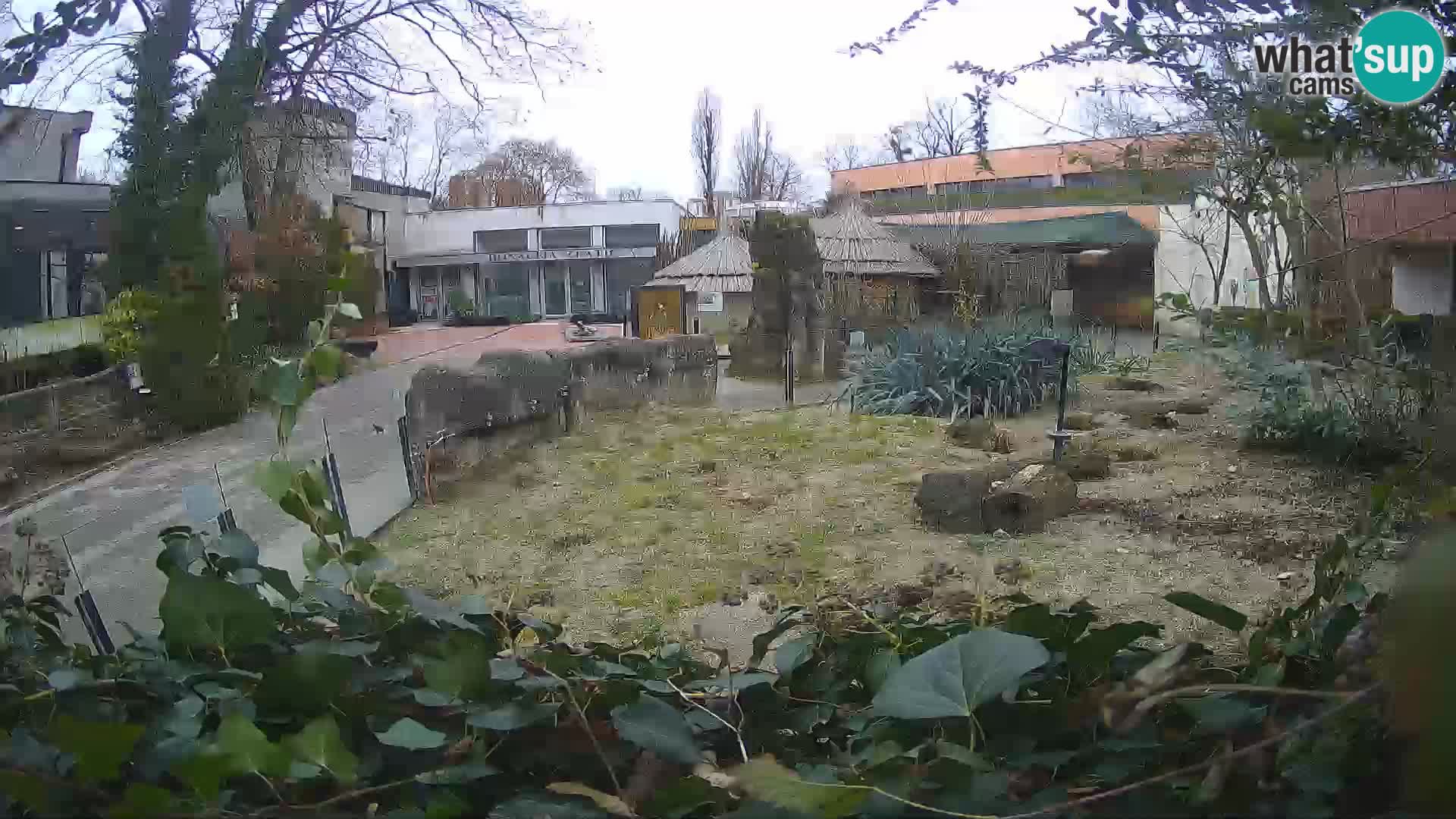 Zoo Zagreb – Suricate