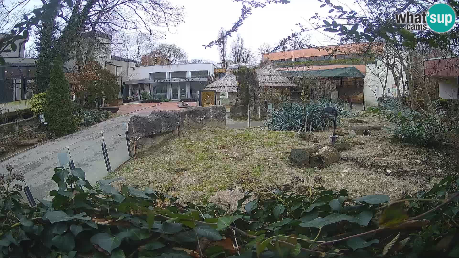 Zoo Zagreb – Surikate