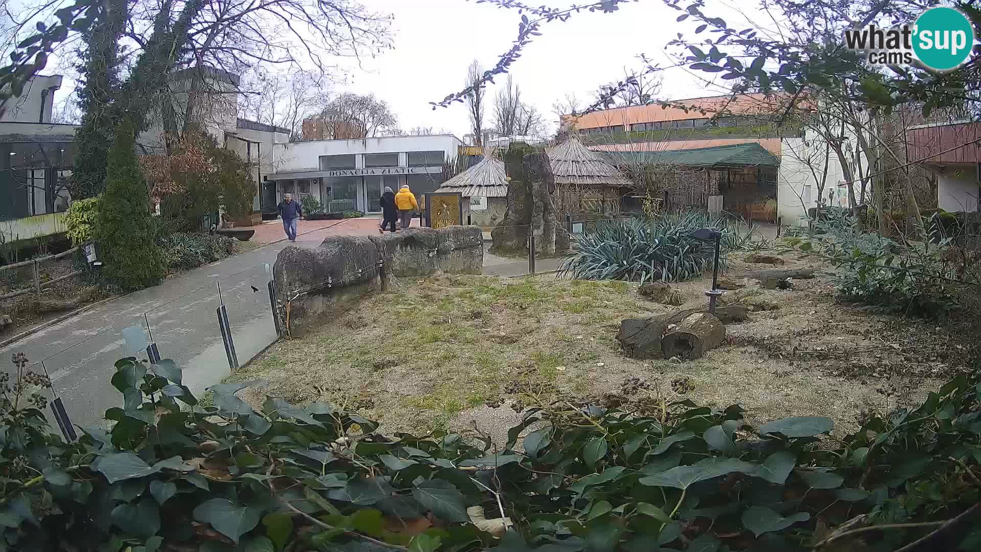 Zoo Zagreb – Surikate