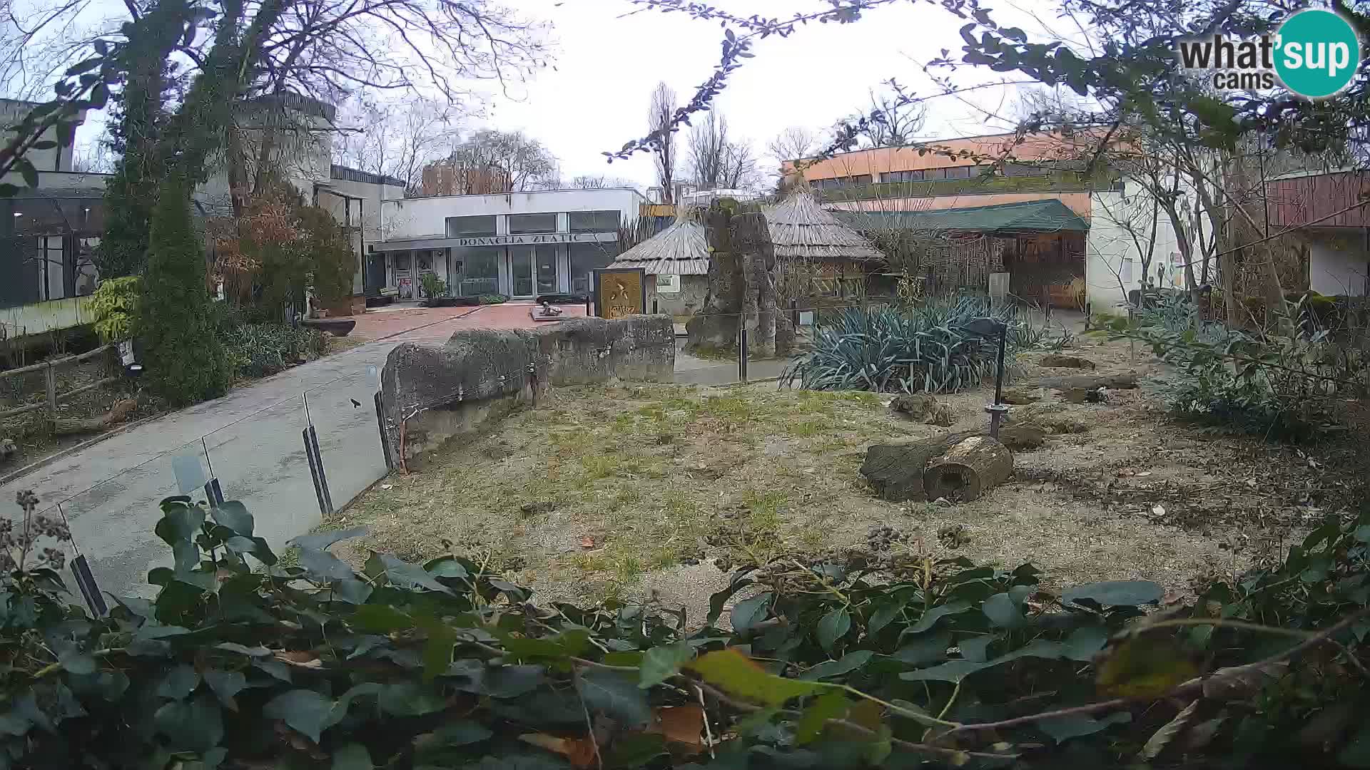 Zoo Zagreb – Meerkat (Suricate)