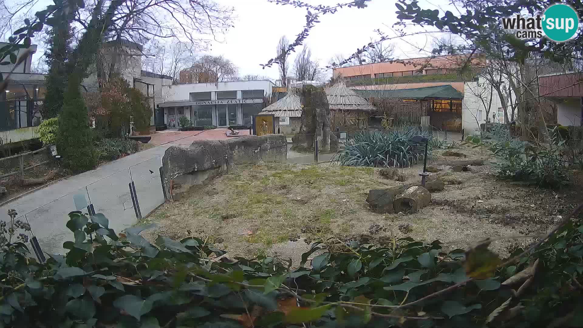 Zoo Zagreb – Suricata