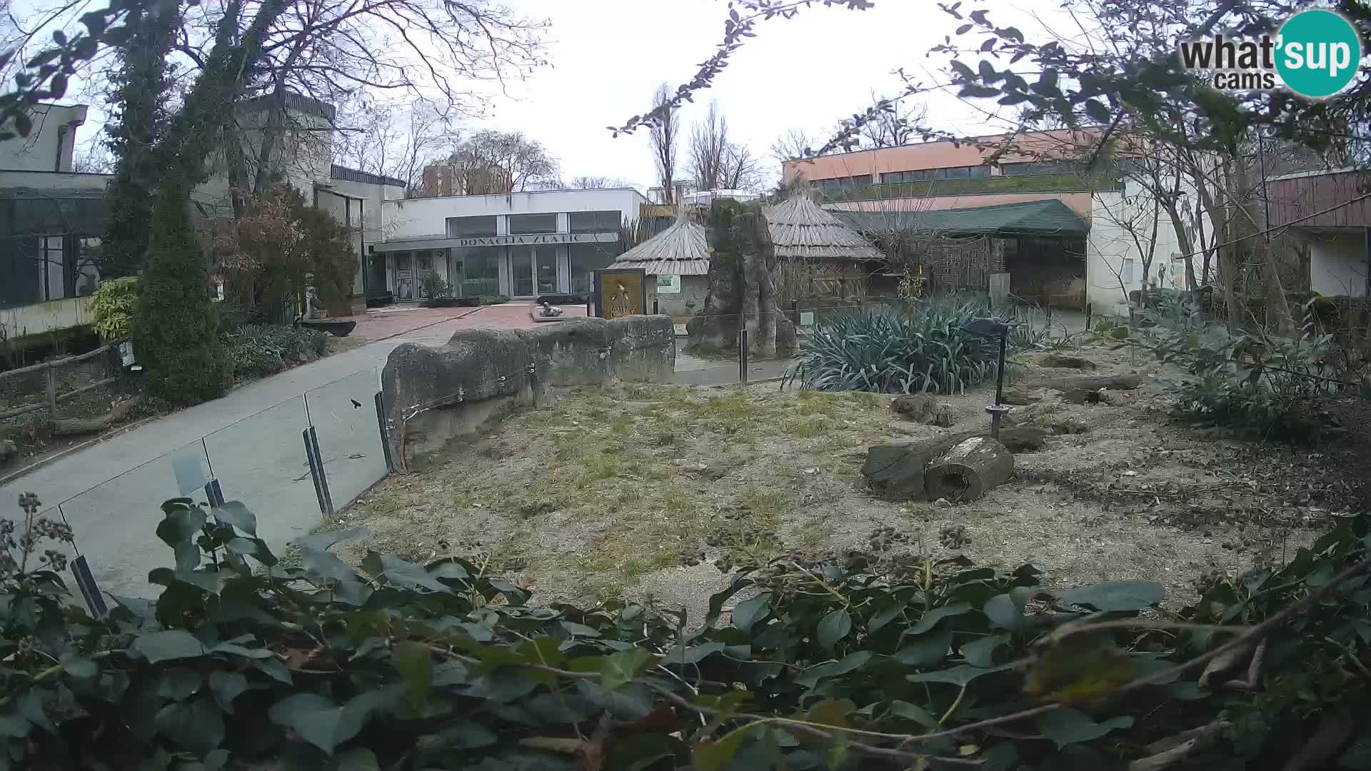 Zoo Zagreb – Suricate