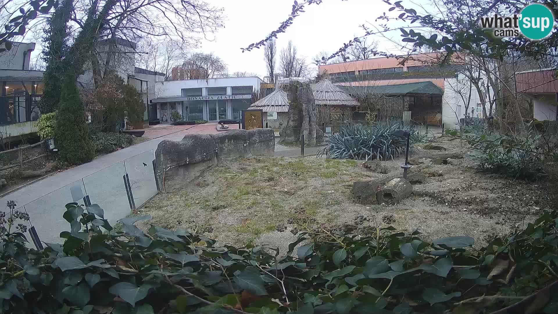 Zoo Zagreb – Meerkat (Suricate)