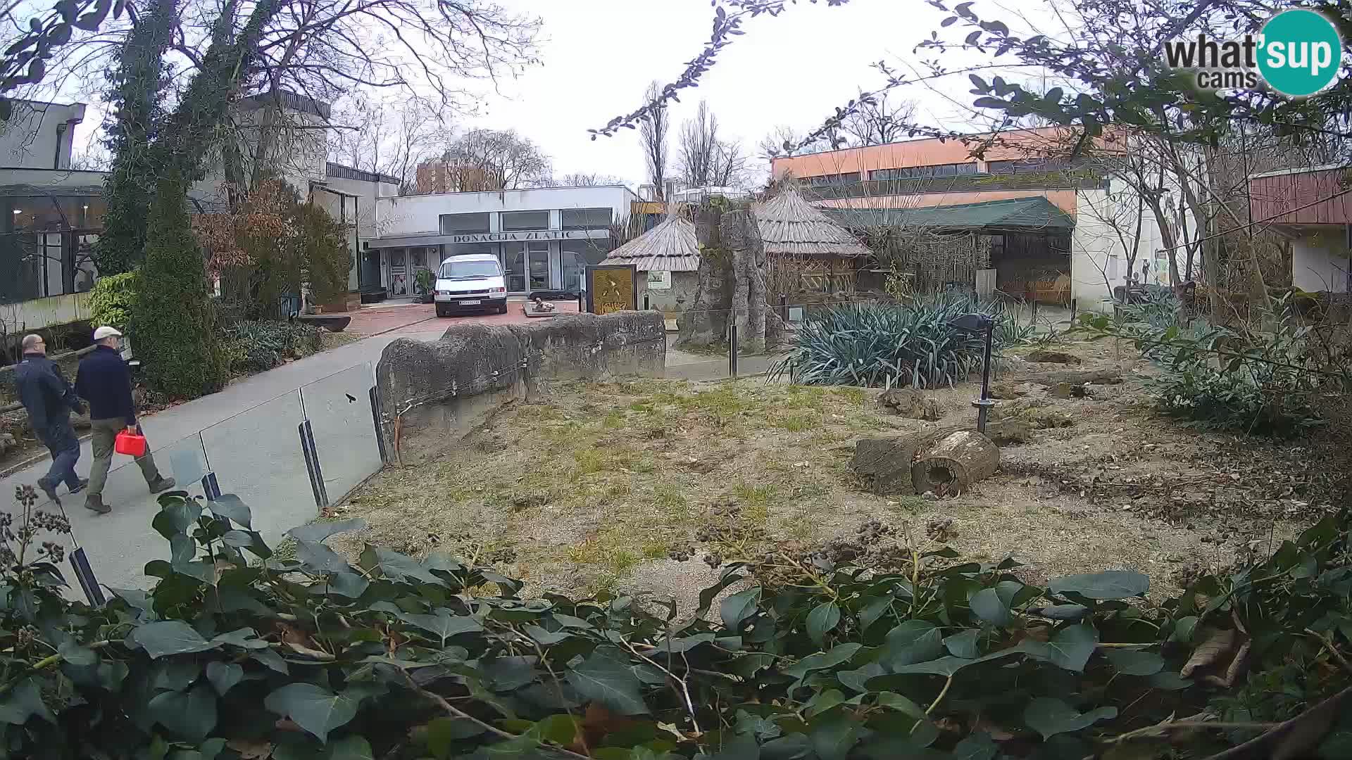 Zoo Zagreb – Suricate