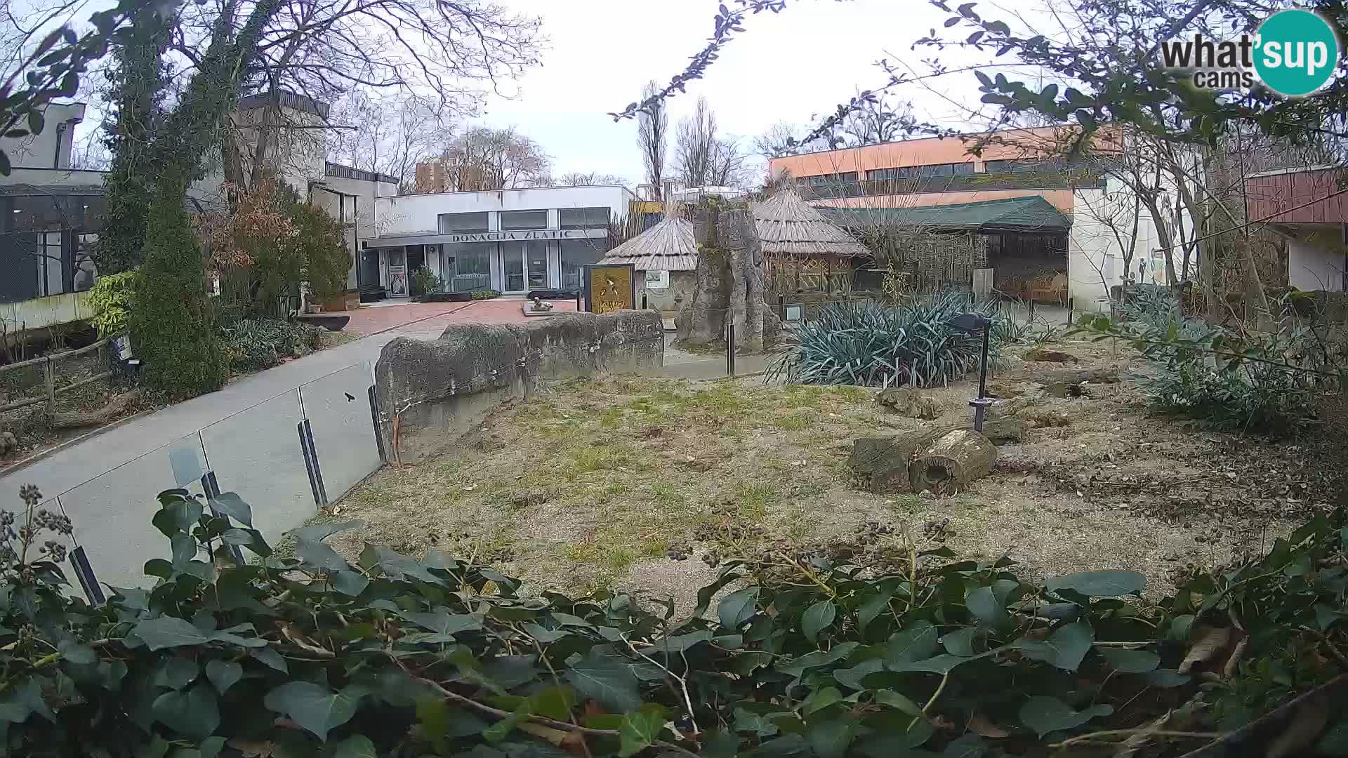 Zoo Zagreb – Suricate