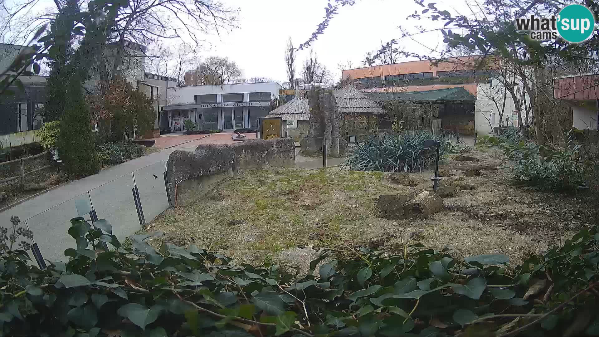 Zoo Zagreb – Meerkat (Suricate)