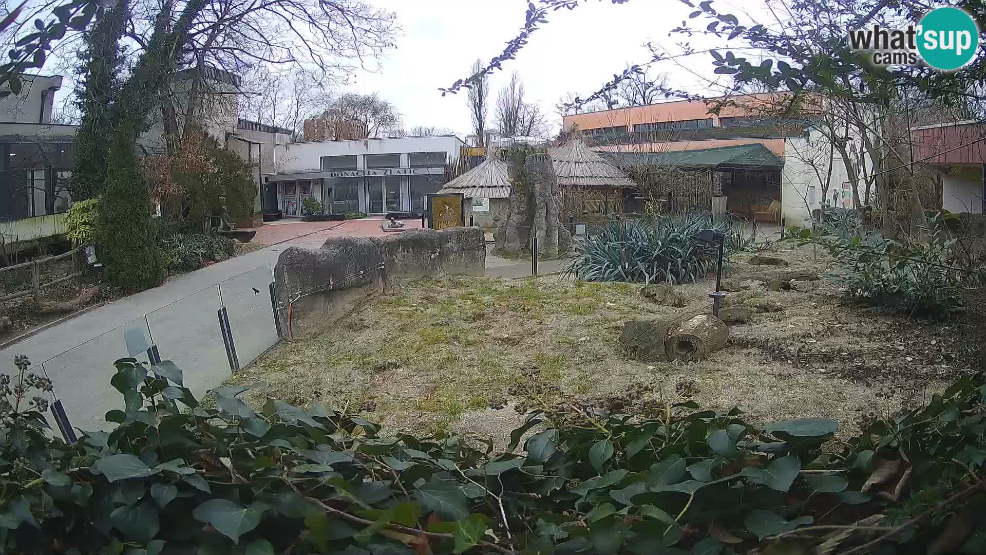 Zoo Zagreb – Surikate