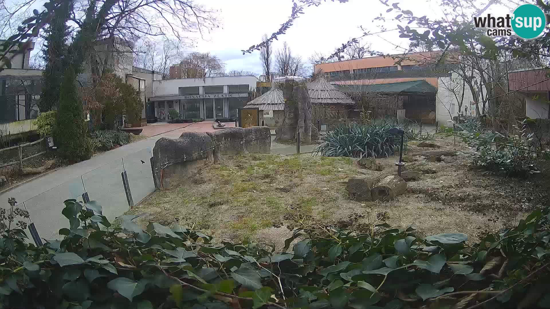 Zoo Zagreb – Suricate