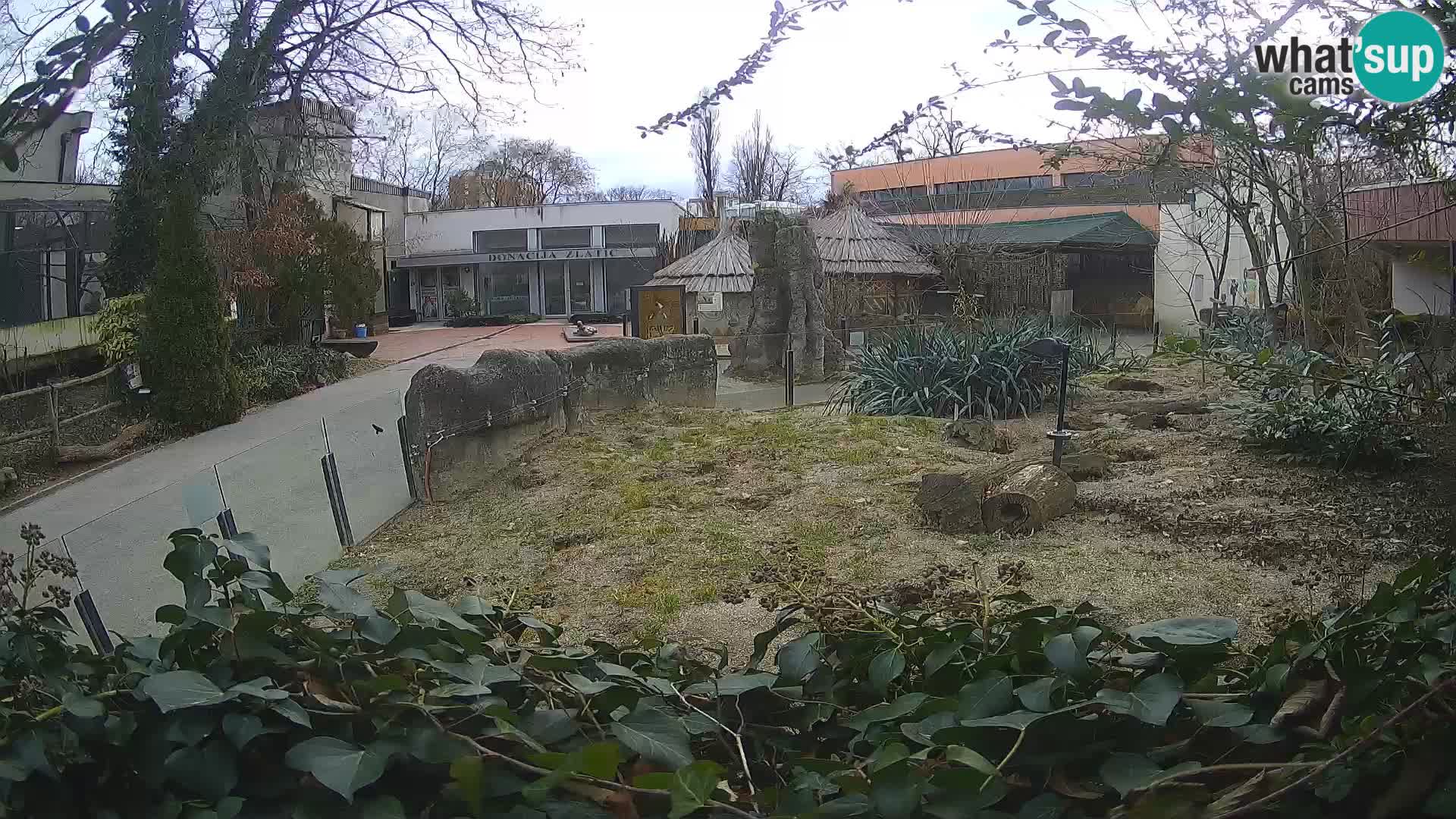 Zoo Zagreb – Surikate