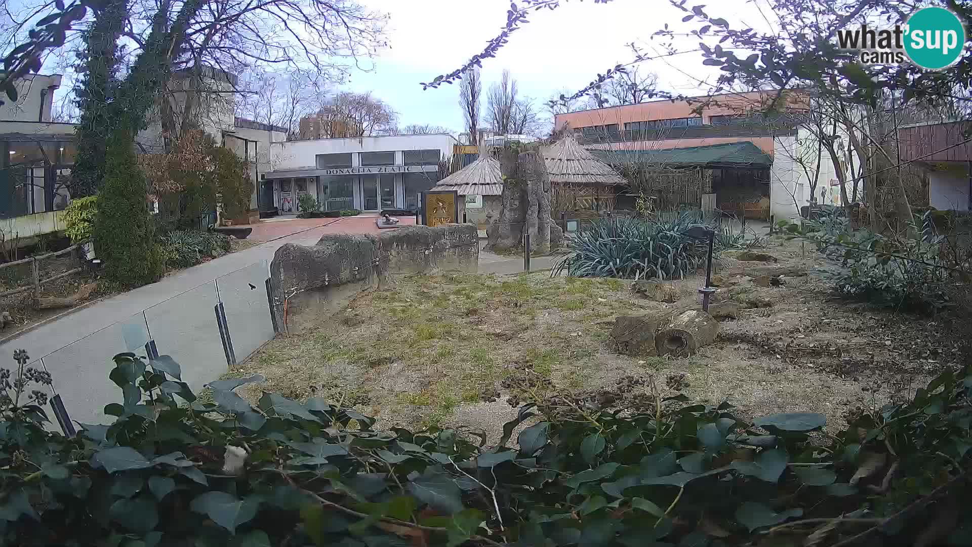 Zoo Zagreb – Meerkat (Suricate)