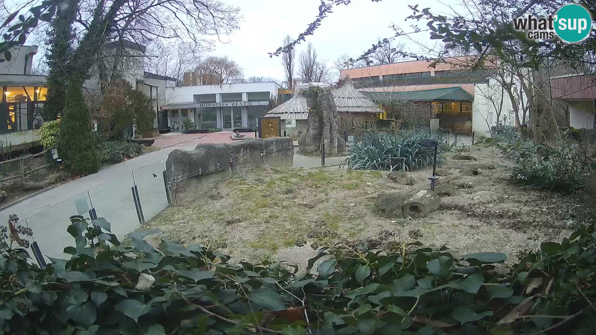 Zoo Zagreb – Surikate