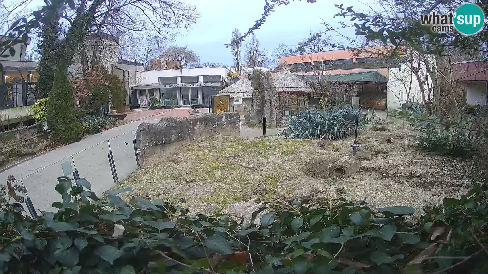 Zoo Zagreb – Suricate