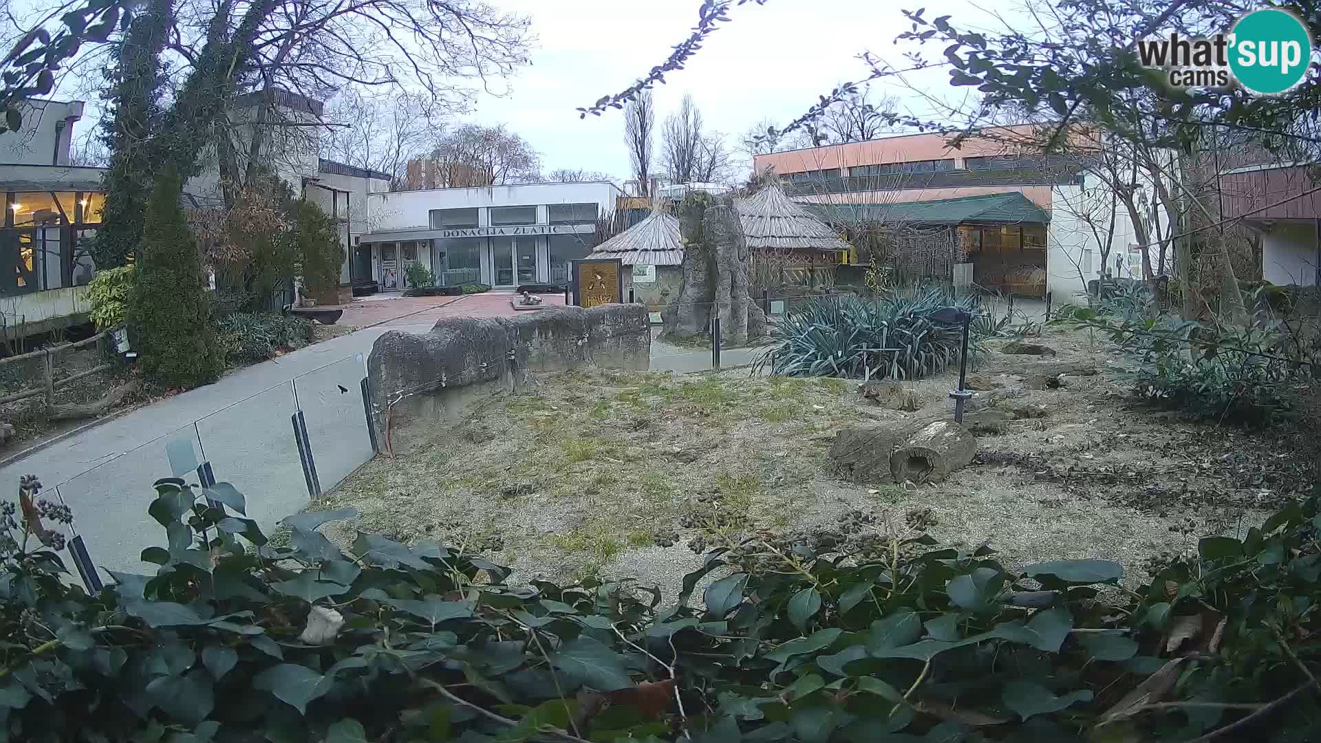 Zoo Zagreb – Meerkat (Suricate)