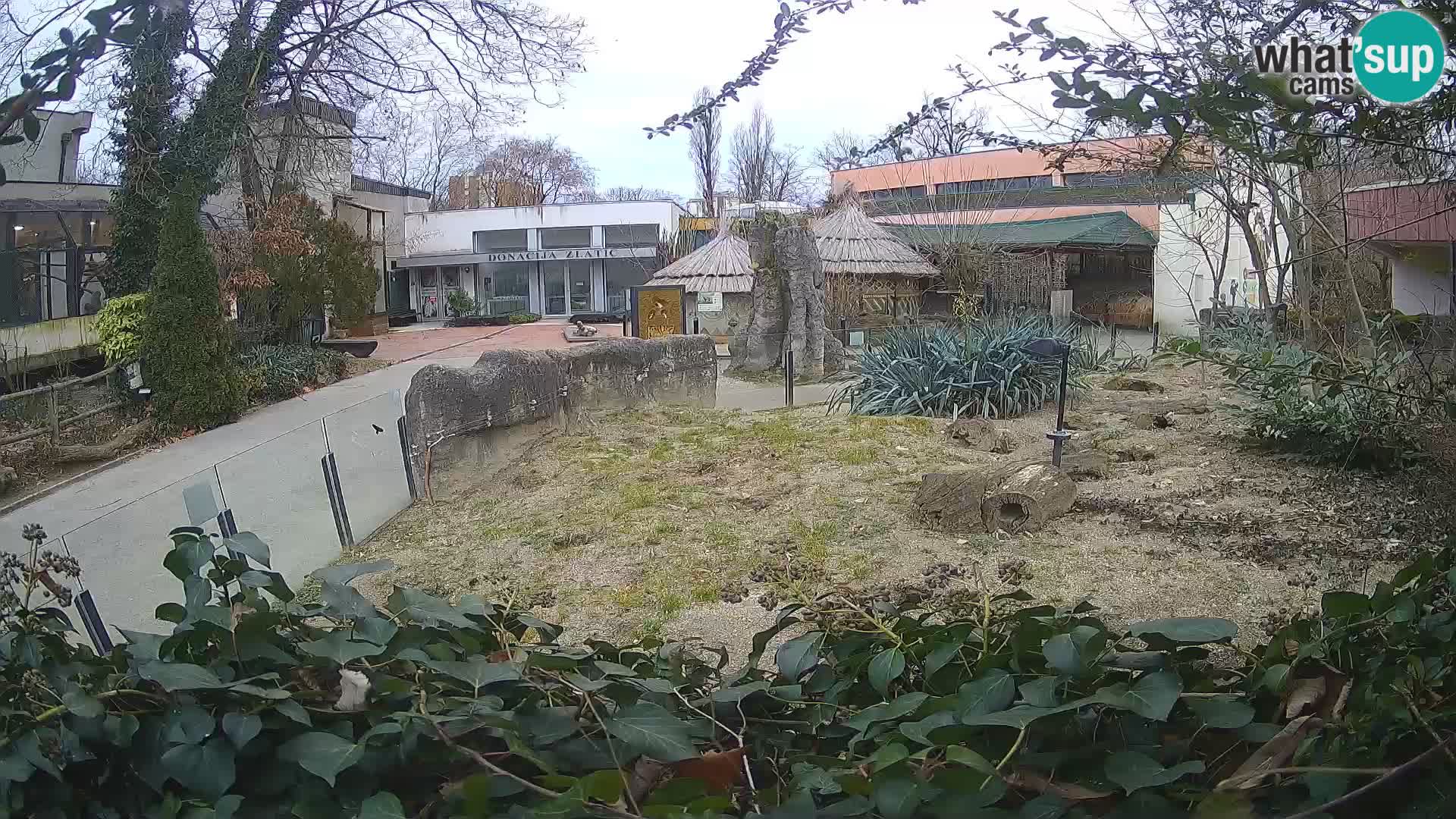 Zoo Zagreb – Suricata